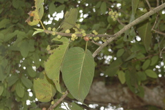 Ficus dalhousiae